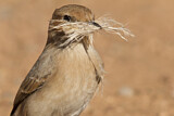 Image. Red-rumped Wheatear