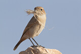 Image. Red-rumped Wheatear