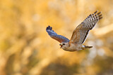 Image. Red-shouldered Hawk
