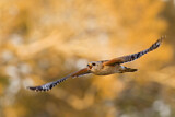 Image. Red-shouldered Hawk