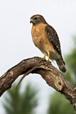 Image. Red-shouldered Hawk