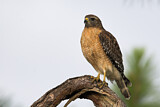 Image. Red-shouldered Hawk