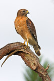 Image. Red-shouldered Hawk