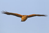 Image. Red-shouldered Hawk