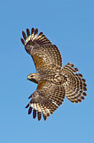 Image. Red-shouldered Hawk