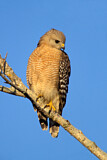 Image. Red-shouldered Hawk