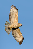 Image. Red-shouldered Hawk