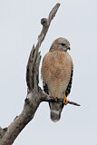 Image. Red-shouldered Hawk