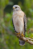 Image. Red-shouldered Hawk