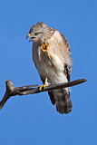 Image. Red-shouldered Hawk