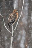 Image. Red-shouldered Hawk