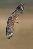 Image. Red-shouldered Hawk