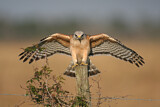 Image. Red-shouldered Hawk