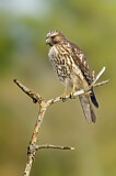 Image. Red-shouldered Hawk