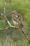 Image. Red-shouldered Hawk