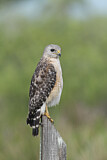 Image. Red-shouldered Hawk
