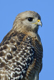 Image. Red-shouldered Hawk