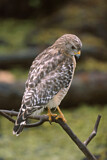 Image. Red-shouldered Hawk