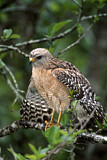 Image. Red-shouldered Hawk