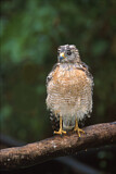 Image. Red-shouldered Hawk