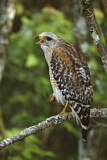 Image. Red-shouldered Hawk