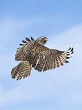 Image. Red-shouldered Hawk