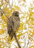 Image. Red-shouldered Hawk