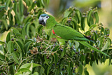 Image. Red-shouldered Macaw