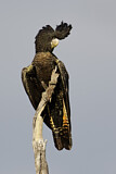 Image. Red-tailed Black Cockatoo