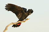 Image. Red-tailed Black Cockatoo
