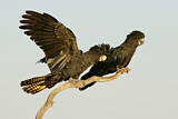 Image. Red-tailed Black Cockatoo