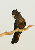 Image. Red-tailed Black Cockatoo