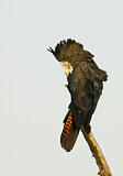 Image. Red-tailed Black Cockatoo