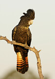 Image. Red-tailed Black Cockatoo
