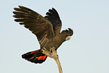 Image. Red-tailed Black Cockatoo