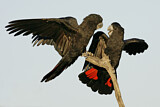 Image. Red-tailed Black Cockatoo