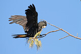 Image. Red-tailed Black Cockatoo