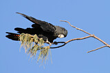 Image. Red-tailed Black Cockatoo