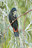 Image. Red-tailed Black Cockatoo