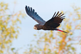 Image. Red-tailed Black Cockatoo