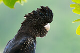 Image. Red-tailed Black Cockatoo