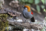 Image. Red-tailed Laughingthrush