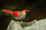Image. Red-tailed Laughingthrush