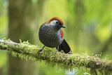 Image. Red-tailed Laughingthrush