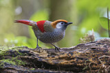Image. Red-tailed Laughingthrush