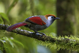 Image. Red-tailed Laughingthrush
