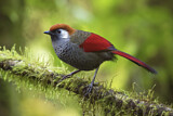 Image. Red-tailed Laughingthrush