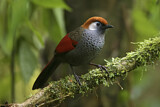 Image. Red-tailed Laughingthrush