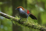 Image. Red-tailed Laughingthrush