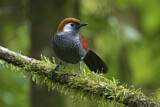 Image. Red-tailed Laughingthrush